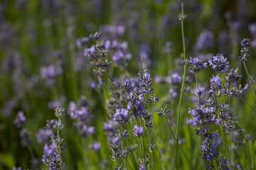 Lavendel im Kräutergarten