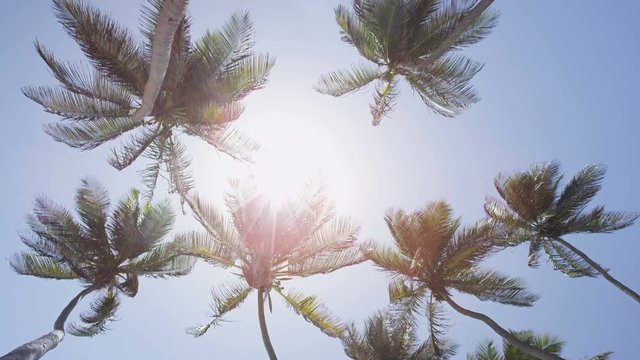 Palm trees background in sun flare - tropical summer concept. upward view of tall flowing coconut trees in the fresh breeze against a perfect blue sky in the Caribbean. Tropics exotic destination