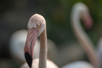 Flamingo in Chiang Mai Zoo