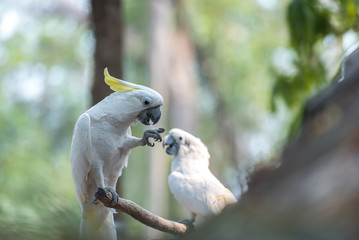 Beautiful white Cockatoo, Sulphur-crested Cockatoo (Cacatua gale