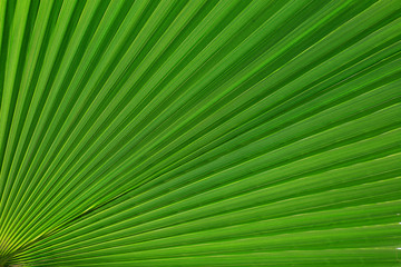 Obraz premium Lines and textures of Green Palm leaves
