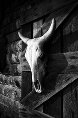 A bull skull hanging on a wooden wall, black and white