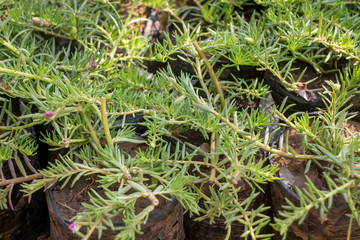 nursery ornamental plants