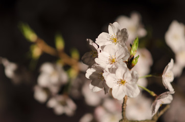 広島の夜桜
