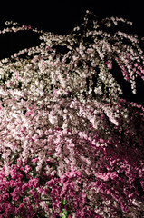 広島の夜桜