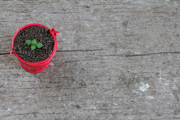 Young sprout grow inside a little red pail. Concept of growth, new and beginning