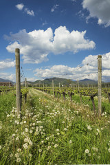 Fototapeta premium bollicine