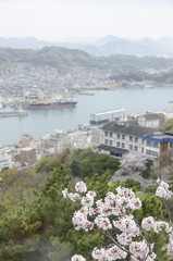 Fototapeta na wymiar 尾道の桜