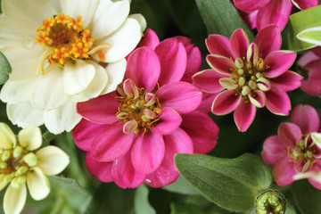 Zinnia flowers in the garden. Top view.