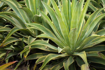 Obraz premium This is a photo of some kinds of succulent flower, was taken in Xiamen botanical garden, China.