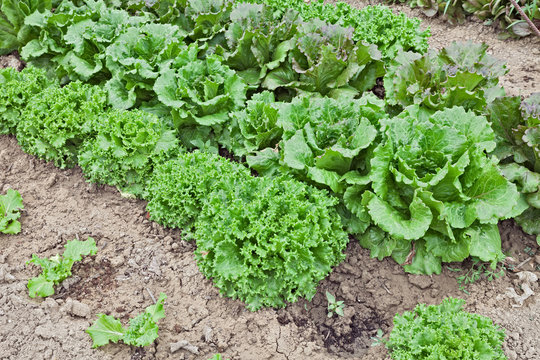 lettuce in vegetable garden