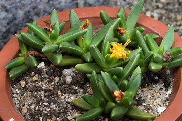 Obraz premium This is a photo of some kinds of succulent flower, was taken in Xiamen botanical garden, China.