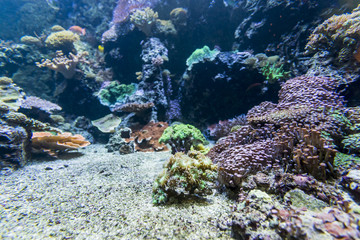 Fototapeta na wymiar Underwater view of marine life