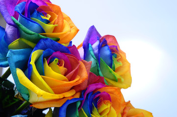 Fototapeta na wymiar Bouquet of Rainbow rose