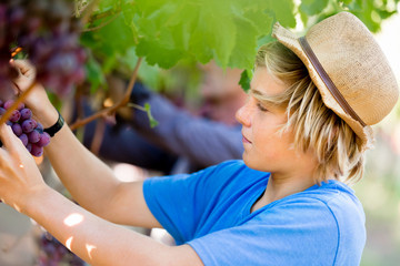 Boy in vineyard