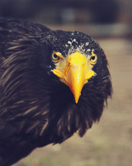 Portrait of eagle close up