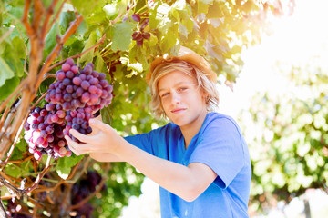 Boy in vineyard