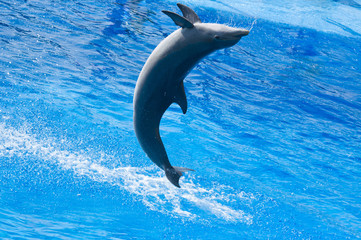 dolphin jumps doing acrobation trick in the blue water pool	 