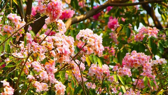 Tabebuia rosea flower footage background