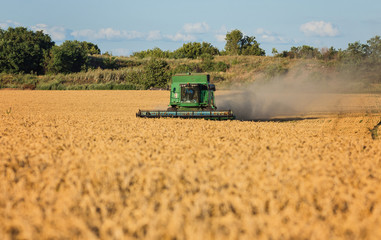 Obraz premium Harvesting combine in the field cropping cereal field