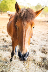  horses eating fresh hay