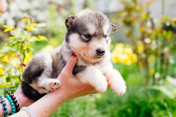 woman holding alaskan malamute puppy