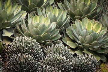 Naklejka na ściany i meble This is a photo of some kinds of succulent, was taken in Xiamen botanical garden, China.