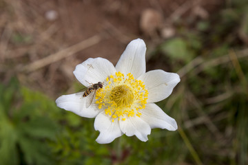 Flora alpina, 
