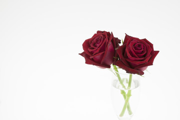 red rose isolated on glass background