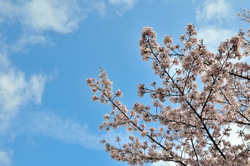 Obraz premium 桜と青空