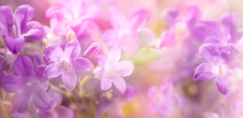 Fleurs lilas