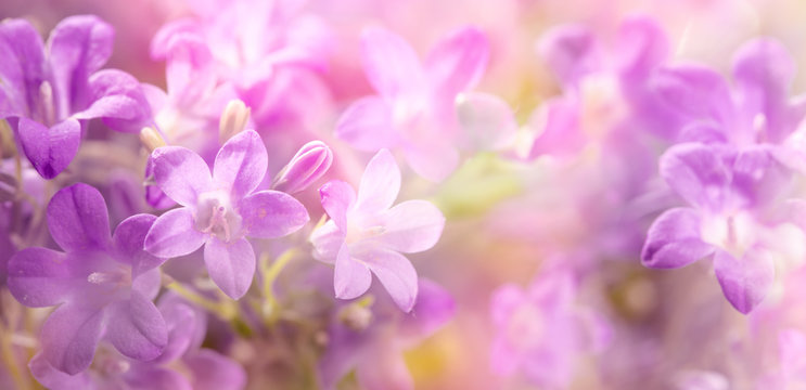 Fototapeta Lilac flowers