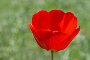 close up of red tulip over green