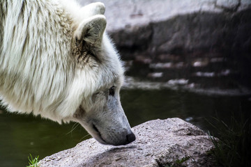 loup blanc du canada