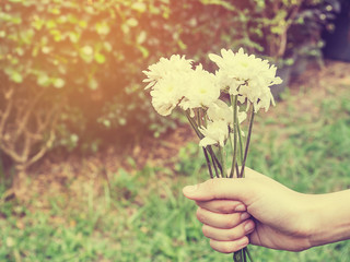 Soft focus of white flowers for gift in girl's hands and sunlight.