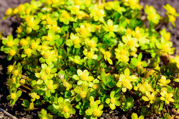 Astrantia epipactis, the coagulating masterwort, here seen in in full bloom in early spring with its yellow flowers.