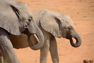 African elephant mother and calf drinking in unison