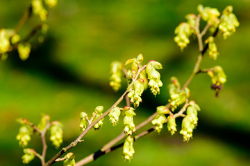 Corylopsis spicata, winter hazel, here seen in full bloom in spring. Lovely close up of the fine and small flowers.