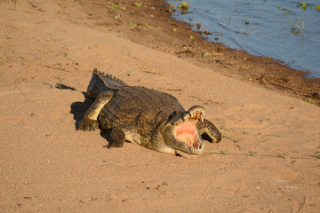 Nile crocodile lying on the riverbank with his mouth agape to cool down and regulate his temperature