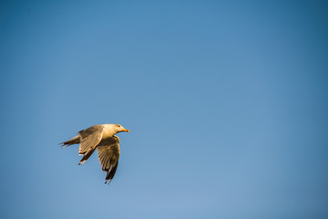 Hovering seagull against the sky