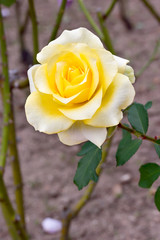 Yellow rose
