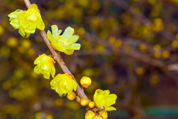 Chimonanthus praecox