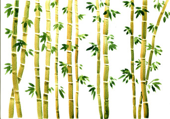 Fototapety  akwarela bambus tło
