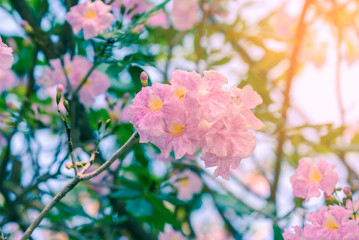 Fototapeta na wymiar Beautiful pink flowers with sunlight, Tabebuia rosea.