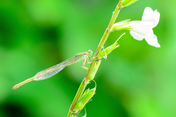 Dragonfly in nature.
