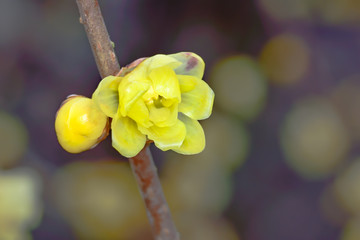 Chimonanthus praecox