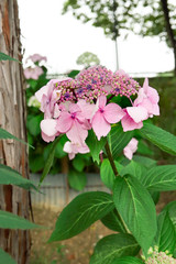 Lacecap hydrangea
