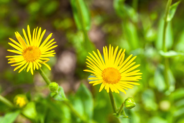 yellow wild chrysanthemum