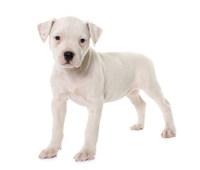 puppy american bulldog © cynoclub