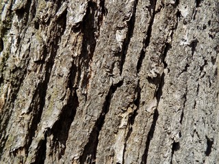 Tree bark texture